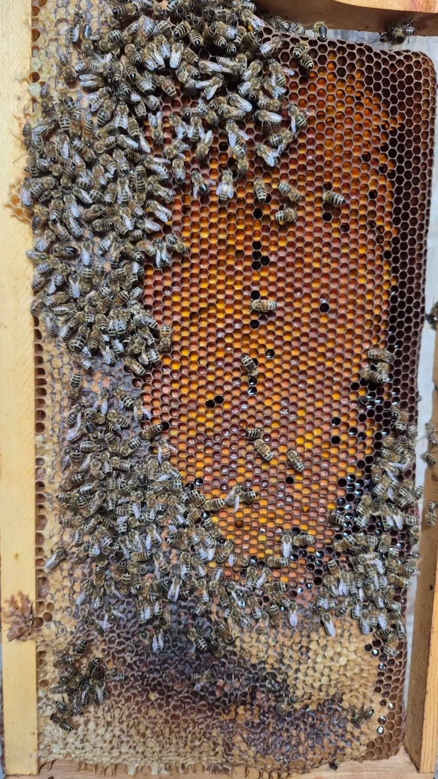 Bee hive and honey production